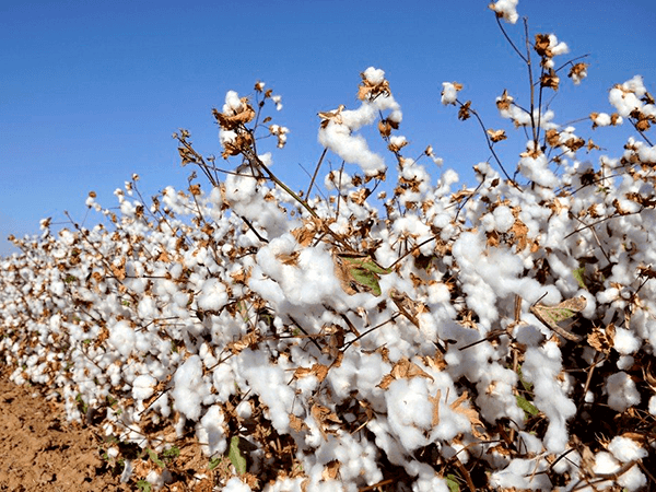 Cotton field, Alabama, USA