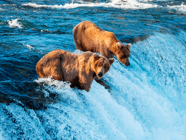 Brown bear on River, Alaska, USA