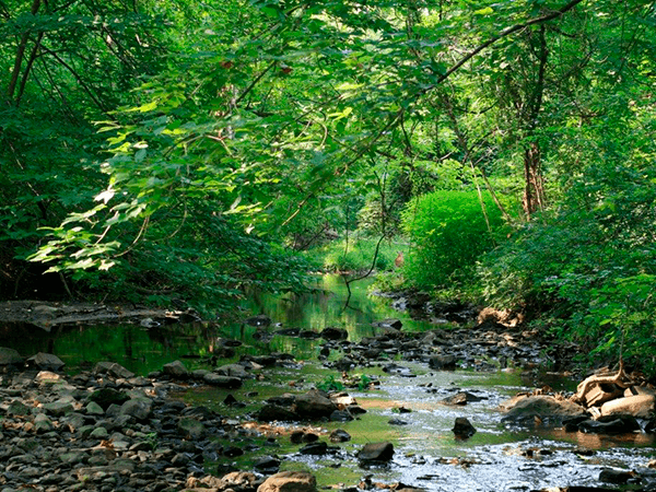 Stream in New Castle, Delaware