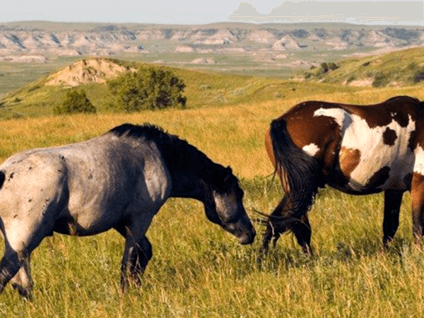 Theodore Roosevelt National Park, ND