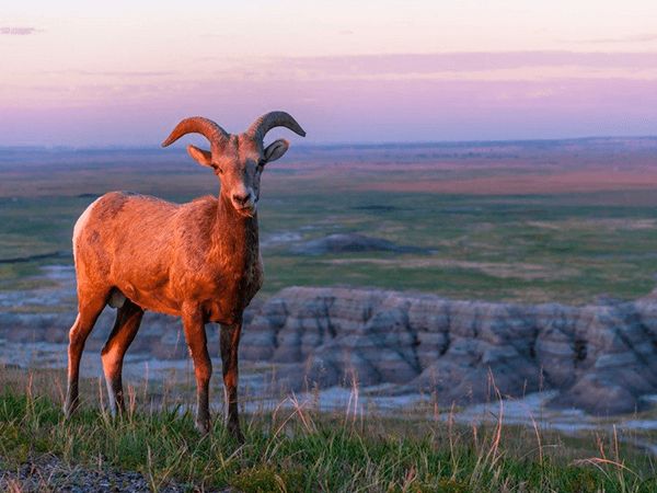 Badlands Bighorn Sheep at Sunrise