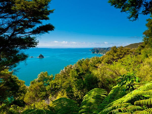 Subtropical forest of Abel Tasman NP, New Zealand