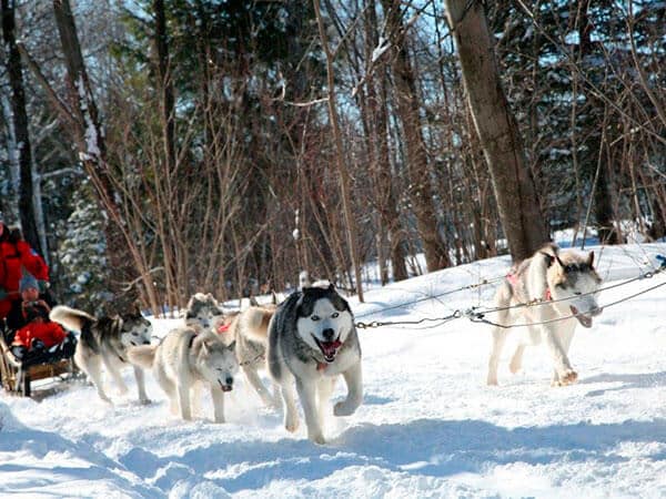 Dogsled in Nunavut