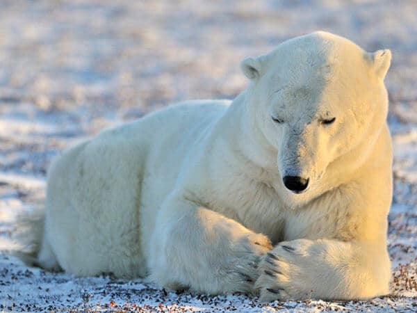 Polar bear lying at tundra.